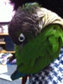 [Conure][ウロコインコ]