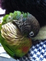 [Conure][ウロコインコ]