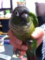 [Conure][ウロコインコ]