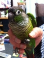[Conure][ウロコインコ]