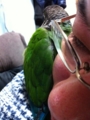 [Conure][ウロコインコ]