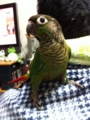 [Conure][ウロコインコ]