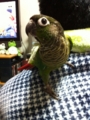 [Conure][ウロコインコ]