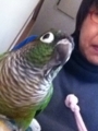 [Conure][ウロコインコ]