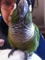 [Conure][ウロコインコ]