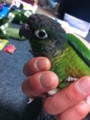 [Conure][ウロコインコ]