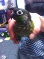 [Conure][ウロコインコ]