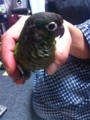 [Conure][ウロコインコ]