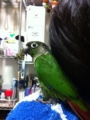 [Conure][ウロコインコ]