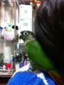 [Conure][ウロコインコ]