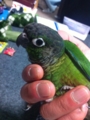 [Conure][ウロコインコ]