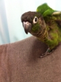 [Conure][ウロコインコ]