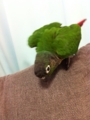 [Conure][ウロコインコ]
