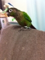 [Conure][ウロコインコ]