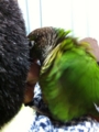 [Conure][ウロコインコ]