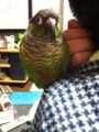 [Conure][ウロコインコ]