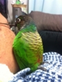 [Conure][ウロコインコ]