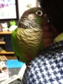 [Conure][ウロコインコ]