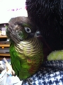 [Conure][ウロコインコ]