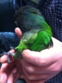 [Conure][ウロコインコ]