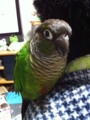 [Conure][ウロコインコ]