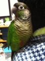 [Conure][ウロコインコ]