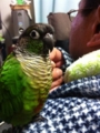 [Conure][ウロコインコ]