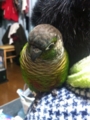 [Conure][ウロコインコ]