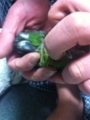[Conure][ウロコインコ]