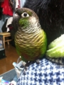 [Conure][ウロコインコ]