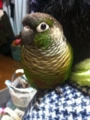 [Conure][ウロコインコ]