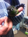 [Conure][ウロコインコ]