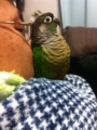 [Conure][ウロコインコ]