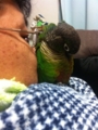 [Conure][ウロコインコ]