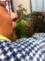[Conure][ウロコインコ]