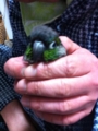 [Conure][ウロコインコ]