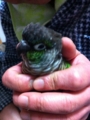 [Conure][ウロコインコ]