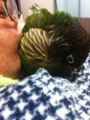 [Conure][ウロコインコ]