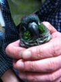 [Conure][ウロコインコ]