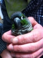 [Conure][ウロコインコ]