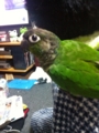 [Conure][ウロコインコ]