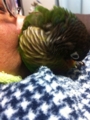 [Conure][ウロコインコ]