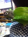[Conure][ウロコインコ]