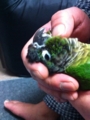 [Conure][ウロコインコ]