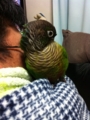 [Conure][ウロコインコ]