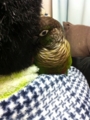 [Conure][ウロコインコ]
