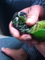 [Conure][ウロコインコ]