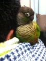 [Conure][ウロコインコ]