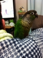 [Conure][ウロコインコ]