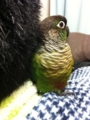 [Conure][ウロコインコ]